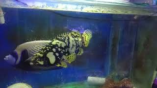龍膽石斑魚寶寶與皇后神仙giant grouper and emperor angelfish