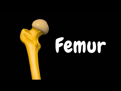Femur (Thigh Bone): Landmarks, Surfaces & Muscle Attachments | Clinical Anatomy