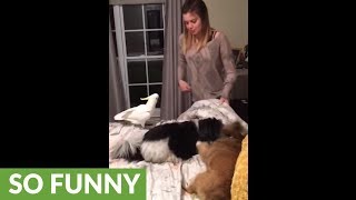 Cockatoo attacks girl for sitting on his bed