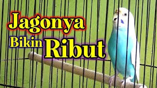 Download lagu 🔴 suara Parkit Ngecall | Bikin semua parkit ribut ikut Gacor ‼ mp3