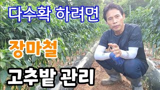 장마철 고추 다수확 하려면 지금 당장 이것부터 해야