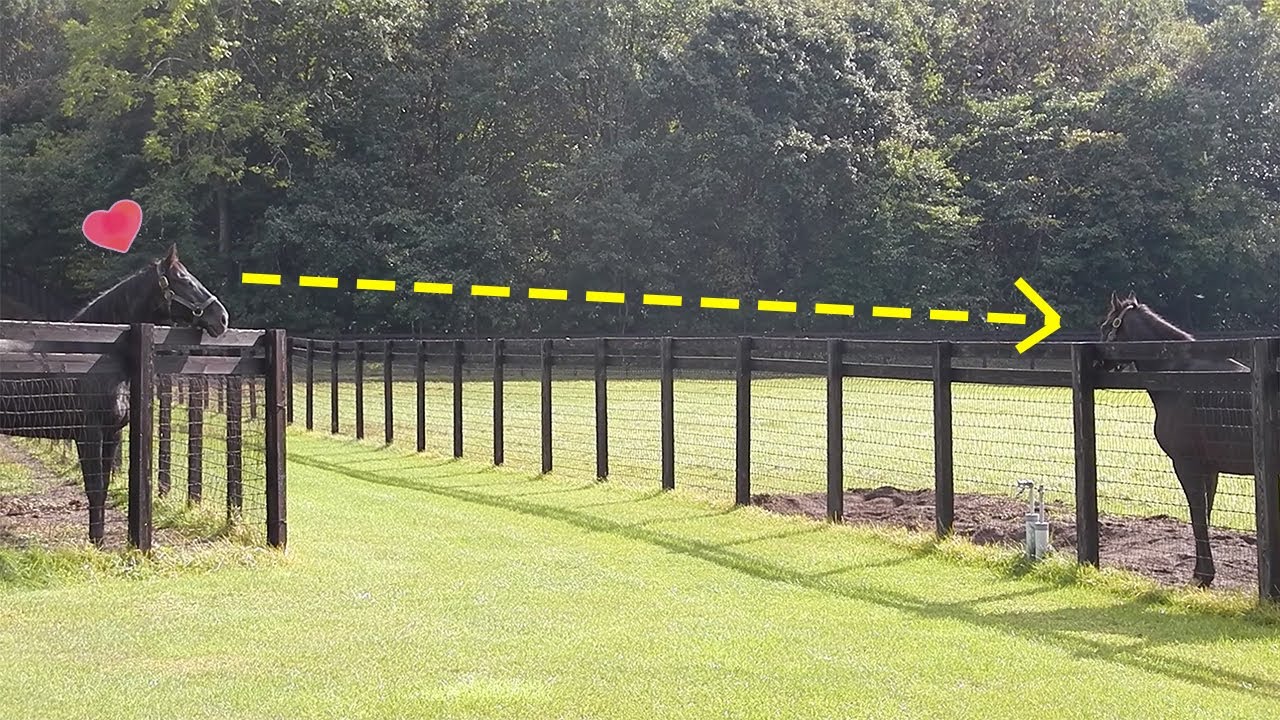 ディープインパクトに熱い視線を向け続けるシンボリクリスエス