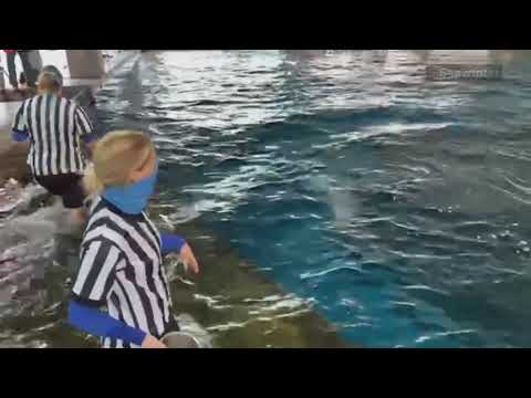 LIVE: ボトルノーズ・イルカのニコラスがスーパーボウルの勝者を選ぶ (LIVE: Nicholas, the bottlenose dolphin, picks Super Bowl winner)