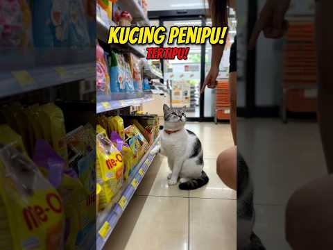 Pelancong Tidak Sedar Diri Tertipu Kucing Bijak!