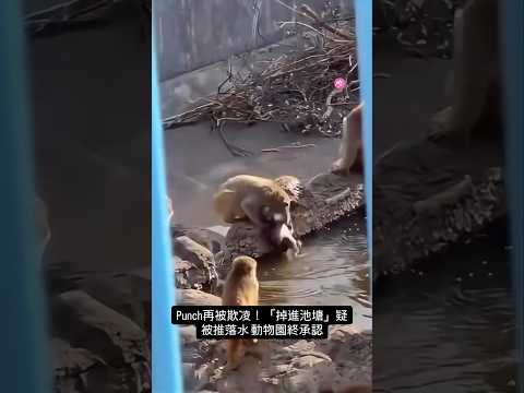 【😭 Punch再被欺凌！「掉進池塘」疑被推落水 動物園終承認】