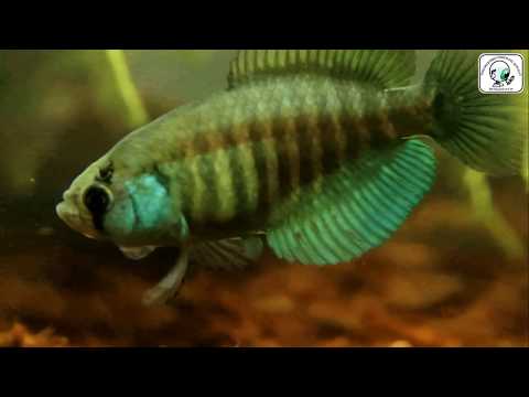 Pez anual - endémico: Austrolebias Queguay