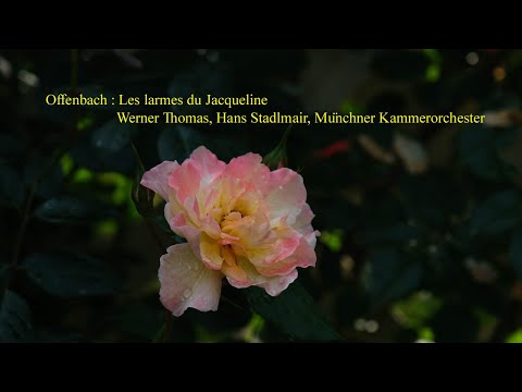 Offenbach : Les larmes du Jacqueline