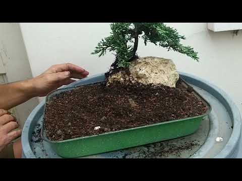 Bonsai auf dem Stein