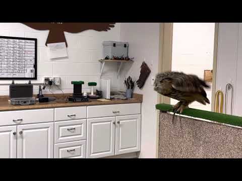 Owl swallows a mouse whole!!!🤮🤢🦉🐭