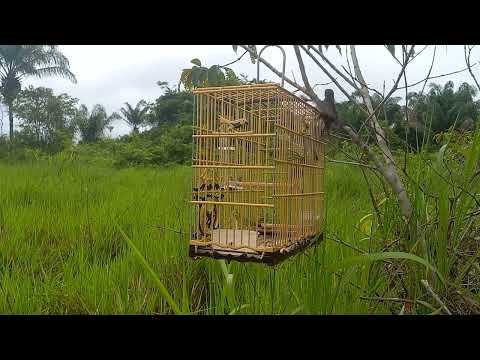 Pegada do curio volverine na Cachoeira do piria