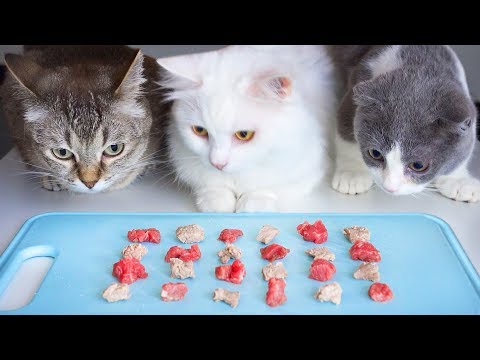 Raw or boiled meat? What do munchkin cats like?