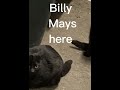 Hi Billy Mays Here Song