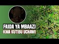 MAAJABU YA MBAAZI KATIKA KUTIBU UCHAWI NA KUKIMBIZA JINI MWILINI