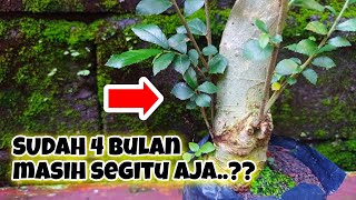 Download lagu PERTUMBUHAN SERUT MACET..?? TERNYATA INI PENYEBABNYA (STREBLUES ASPER) @instanbonsai8335 mp3 Download lagu PERTUMBUHAN SERUT MACET..?? TERNYATA INI PENYEBABNYA (STREBLUES ASPER) @instanbonsai8335 mp3
