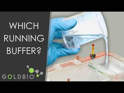 TAE vs TBE: Pick the Right Running Buffer for Gel Electrophoresis