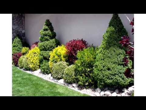 download lagu mp3 mp4 Best Bushes For Garden, download lagu Best Bushes For Garden gratis, unduh video klip Best Bushes For Garden