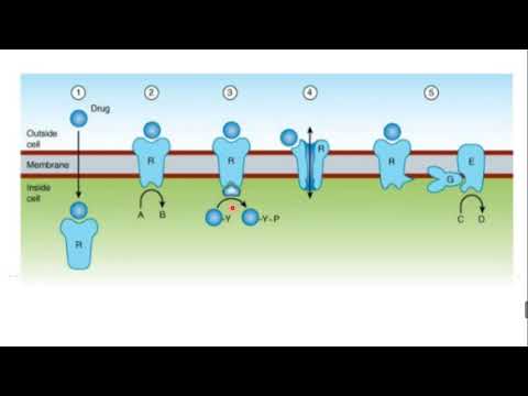 AULA 18   Farmacologia   Mecanismo de ação das drogas