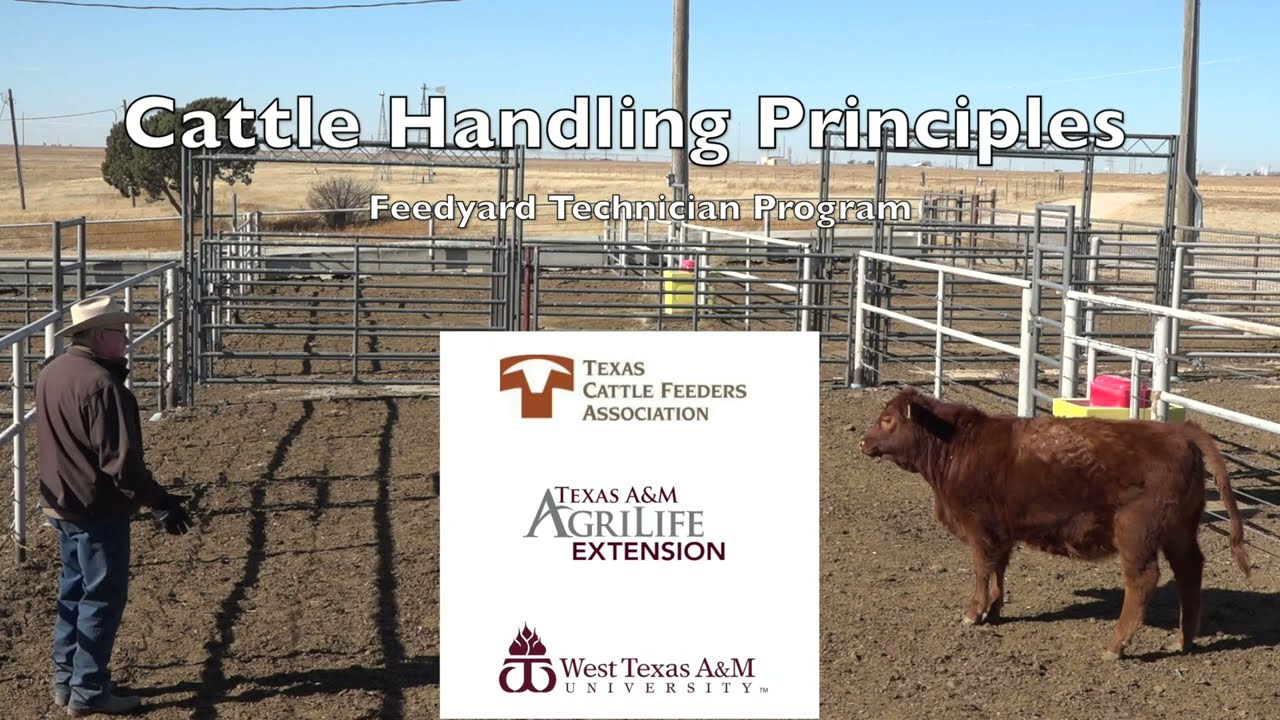 How many square meters does a cow need in a pen?