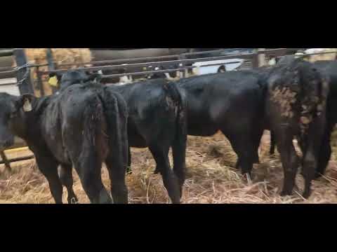 20 Super Aberdeen Angus Heifer calves for sale - Image 2