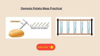 Osmosis potato mass practical for AQA GCSE biology and combined science