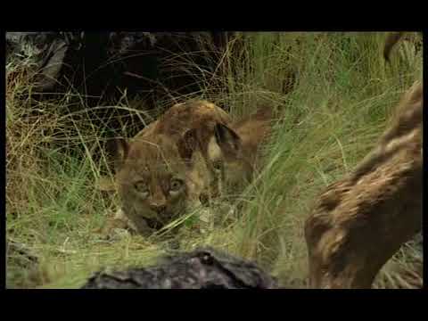 Walking with Beasts Se1 - Ep05 Sabre Tooth - Part 06