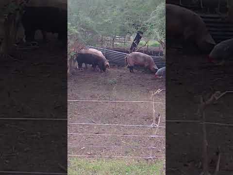 La Paz Entre Ríos 12 más !!!