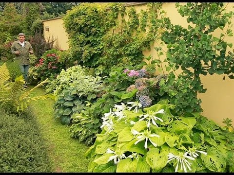 comment soigner mon cyclamen