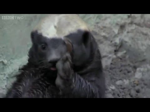 Honey Badger Houdini does Whip Nae Nae