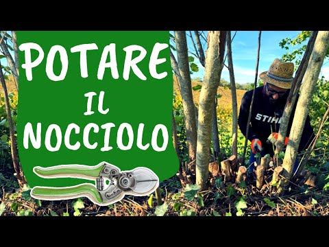 POTARE il NOCCIOLO: come e quando fare una buona potatura per avere più nocciole