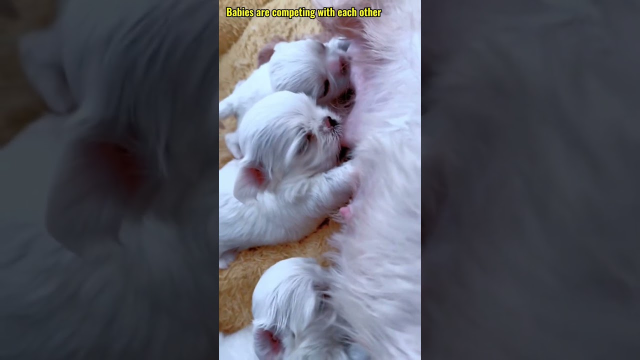 幸せを運ぶ子犬 #KoreaPuppies #JapanDogs