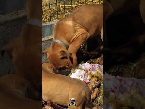 You Don’t Build Powerful Dogs With Processed Food #rawfeedingdogs #rawfooddiet #rawdogfood