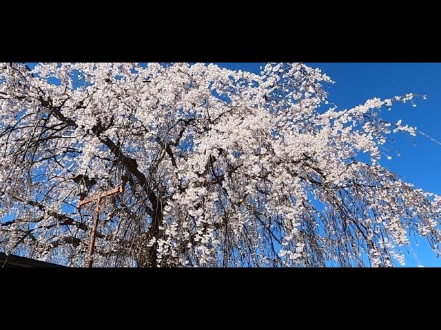 2025 [Kakunodate Cherry Blossoms] Blooming Status April 23rd Tonomachi and Other Areas