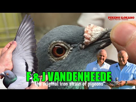 The original Iron strain of Freddy and Jacques VANDENHEEDE - Heavy Middle/Long Distance Champion