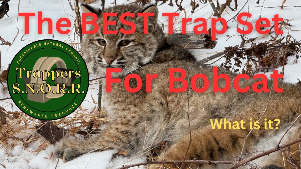 The BEST Trap Set for Bobcat
