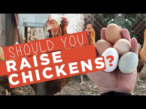 , title : '5 Amazing Benefits Of Raising Chickens'