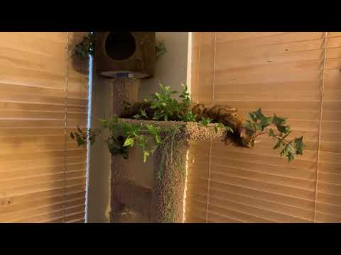 Jungle Bengal cat on crack.