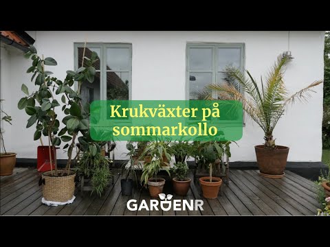 Krukväxter på sommarkollo - Trädgårdshacks med GardenR