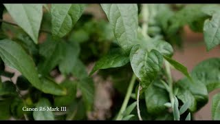 Canon R6 Mark III vs R7 vs R50V | 4K Test Footage in CLog2/3 + Low Light