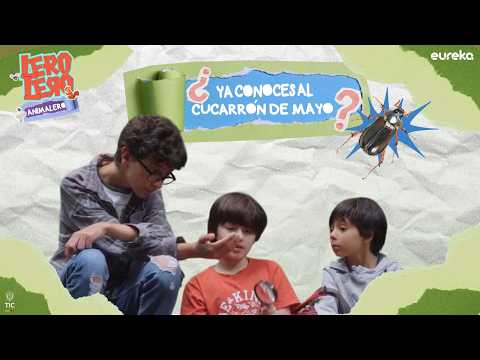 Leroy, Leroy, Animalero Capitulo 3 - El cucarron de mayo, llega el visitante que sin falta sale a de paseos en las noches lluviosas.