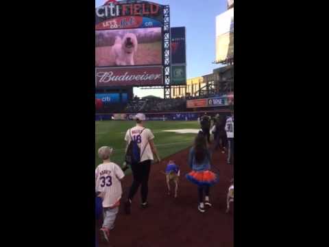 DreamBones at The Mets Bark in the Park