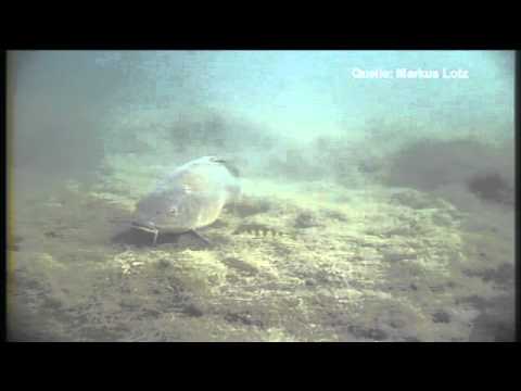 Videotagebuch spezial - Schlafen Karpfen auch?