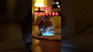 猫が隠れてスマホ📱夜更かしバレそうになる｜AIアニメ