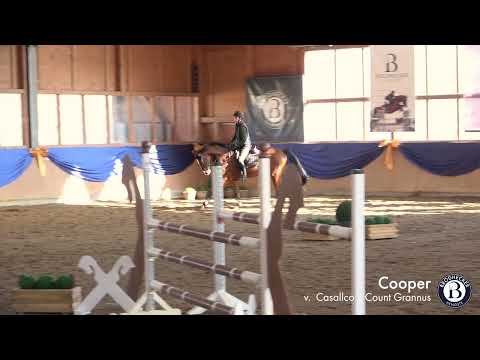 Cooper - Wallach - 2018 geboren (Casallco x Count Grannus)