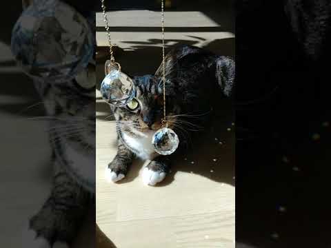 suncatcher catcher cat
