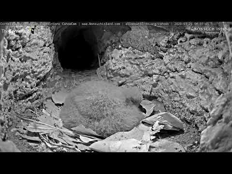 Balloon-Shaped Bermuda Petrel Chick Grows Larger Each Day – March 26, 2020