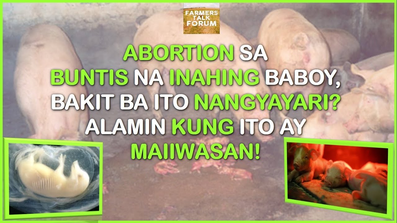 Abortion sa Buntis na Inahing Baboy, Bakit ba ito Nangyayari Alamin kung ito ay Maiiwasan!