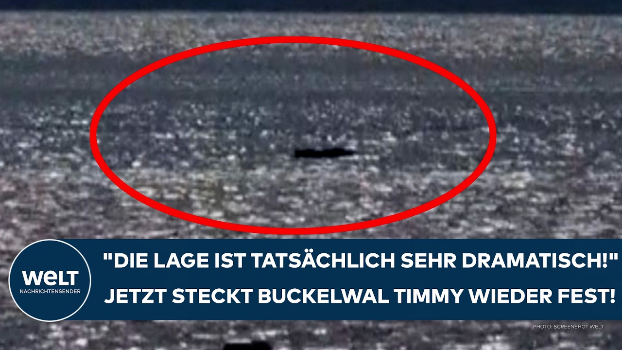 INSEL POEL: Nächster Akt im Wal-Drama! Jetzt steckt Buckelwal Timmy schon wieder fest!