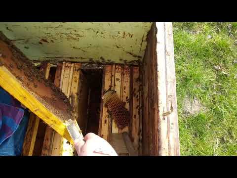 ABC pszczelarstwa #3 - Wiosenny przegląd uli cz. 1