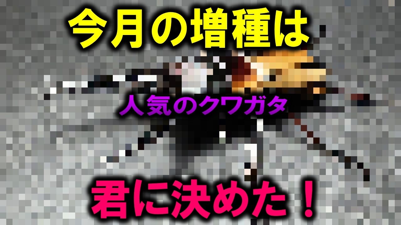 今月は君に決めた！人気だけど初見のクワガタを買ってみたぞ！