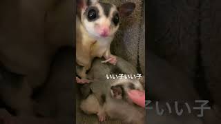 フクロモモンガのユキちゃん♀のお腹が大きい！赤ちゃんがいる！？前編🥹#フクロモモンガ